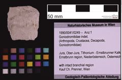 Foto (Objekt + Etiketten) von Goniodromitidae indet. (NHMW-GEO-1990-0041-0249)